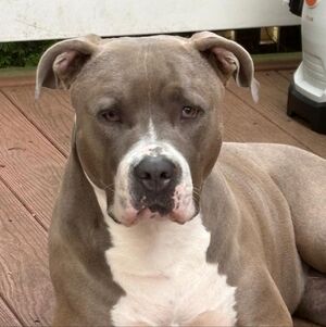 Meet your Posher, Nani